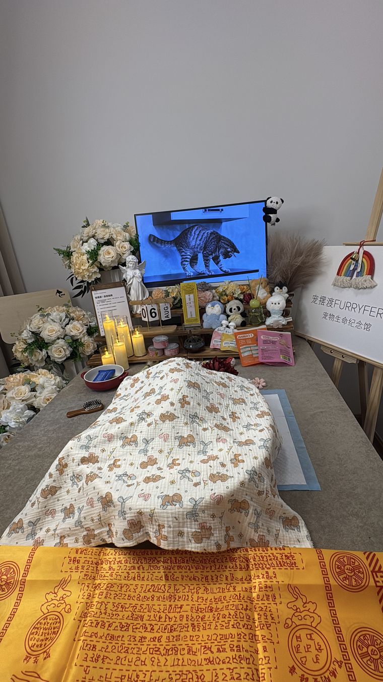 周口宠物殡葬服务全景：一条龙包含哪些环节